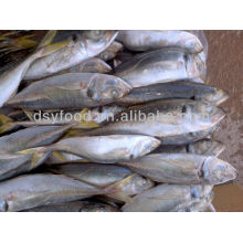 Whole Round Frozen Scad Fish